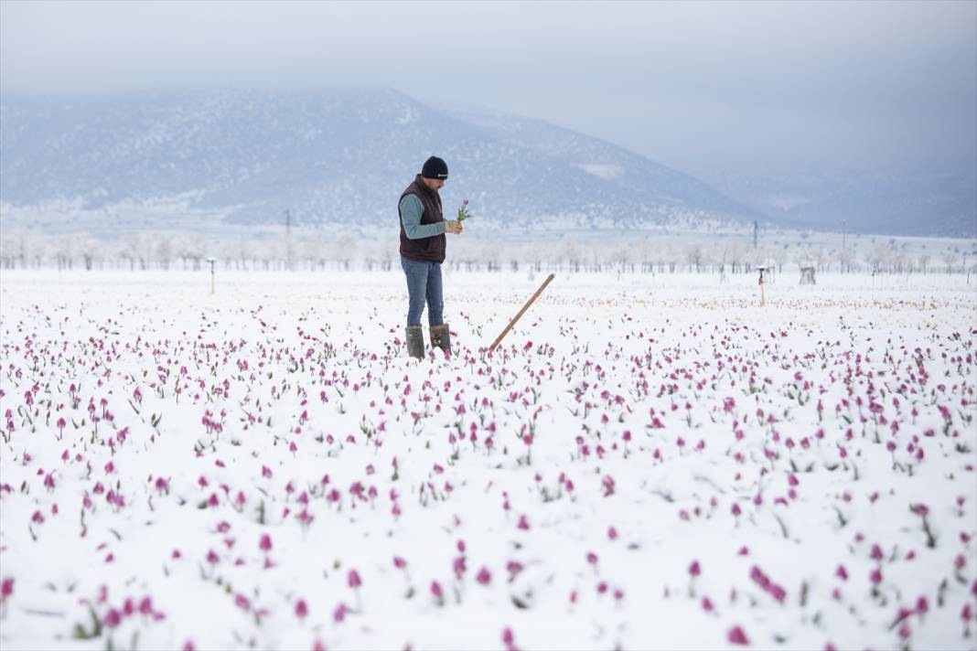 Ünlü lale bahçesi bu yıl bambaşka bir görsel şölen sunacak 9